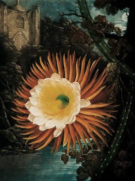 Robert Thornton, The Night-Blowing Cereus, Temple of Flora, Plate 14, 1799 - 1807Robert Thornton, The Night-Blowing Cereus, Temple of Flora, Plate 14, 1799 - 1807