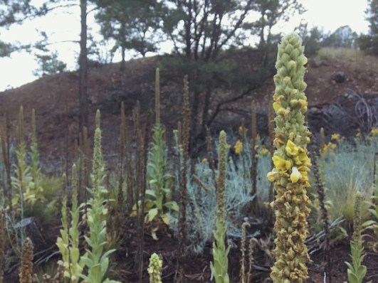 mullein closer.jpg